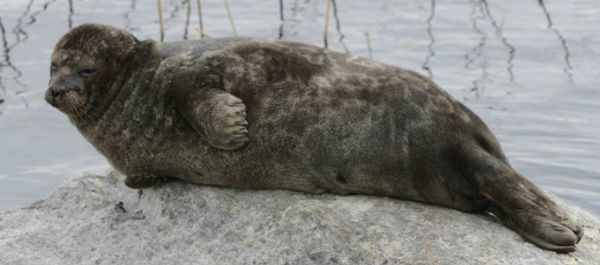 Ringed seal - Sputnik International