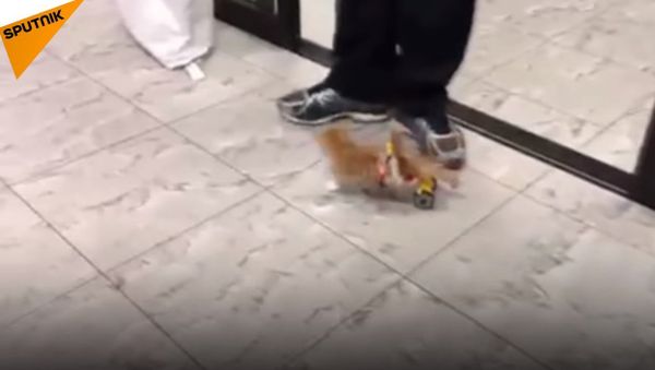 Paralyzed Kitty Runs Again! - Sputnik International