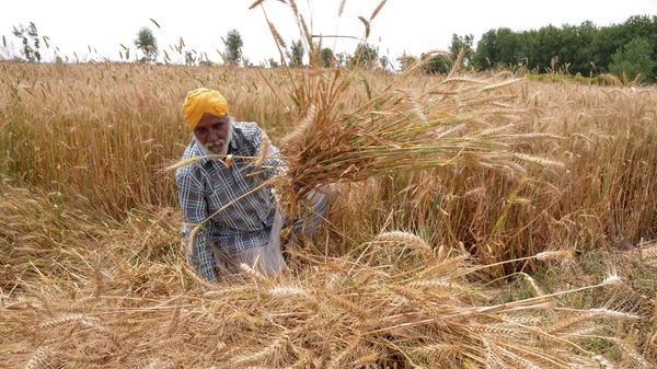 Indian farmer sits among his ripening wheat crop in a field - Sputnik International