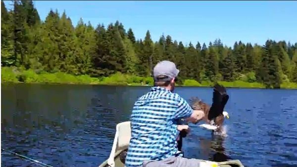 Eagle Swoops in and Steals Fish From Fisherman - Sputnik International