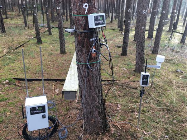 TreeWatch TreeWatch - Sputnik International
