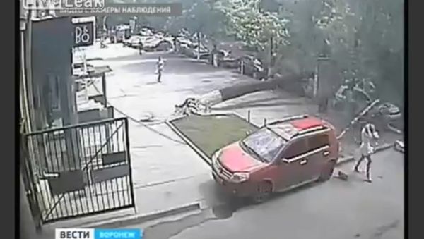Tree Decides to Fall - Sputnik International