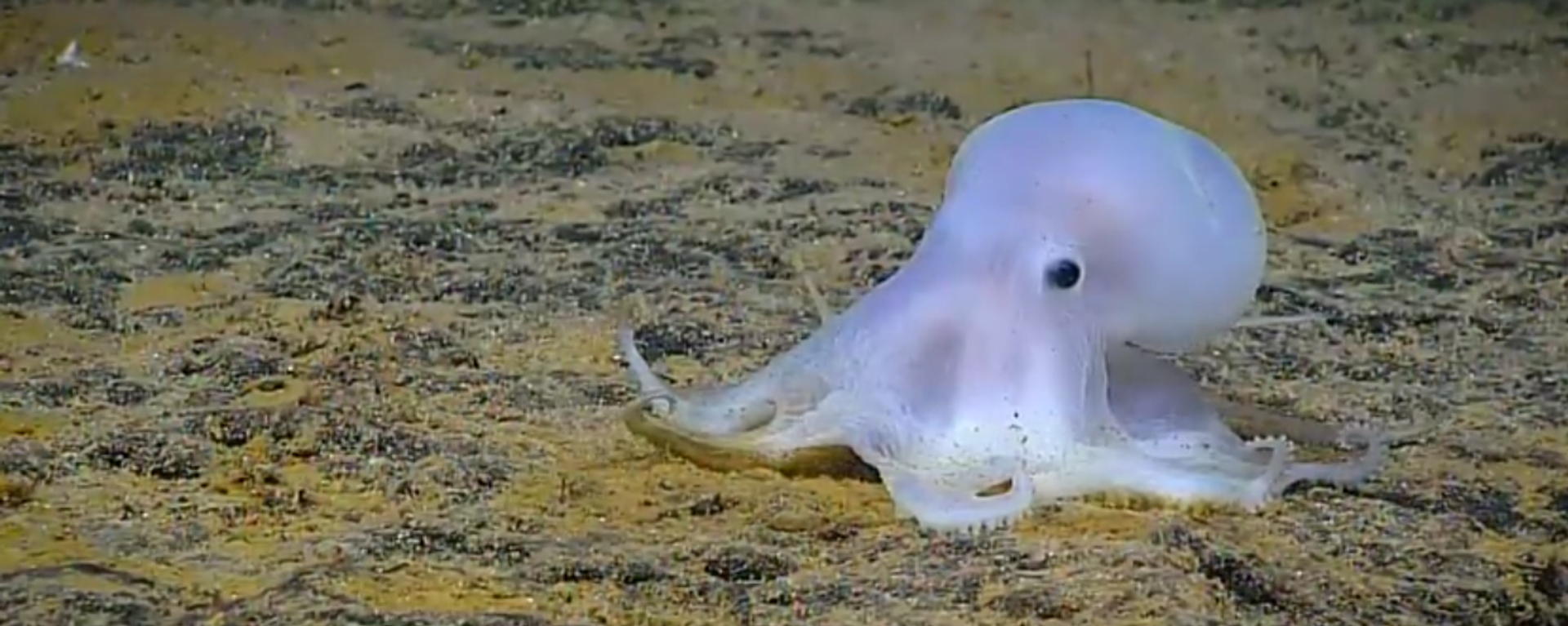 Okeanos Explorer - Camera 3 - Sputnik International, 1920, 14.05.2016