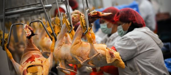 Poultry workers (file) - Sputnik International