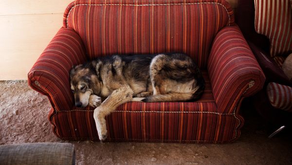 A dog rests on a couch, Vafa, the first animal shelter in Iran - Sputnik International