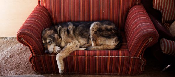 A dog rests on a couch, Vafa, the first animal shelter in Iran A dog rests on a couch, Vafa, the first animal shelter in Iran - Sputnik International