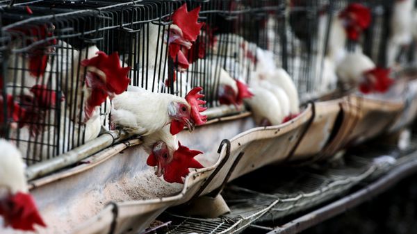 Chickens - Sputnik International