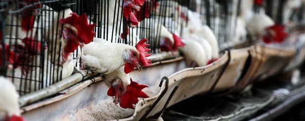 Chickens - Sputnik International