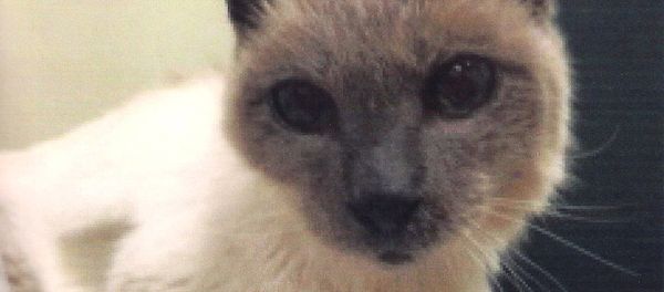 Siamese cat Scooter Siamese cat Scooter - Sputnik International