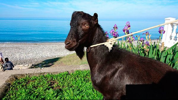 Obama The Goat - Sputnik International