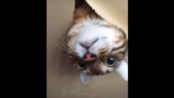 While I was in the store... - Sputnik International