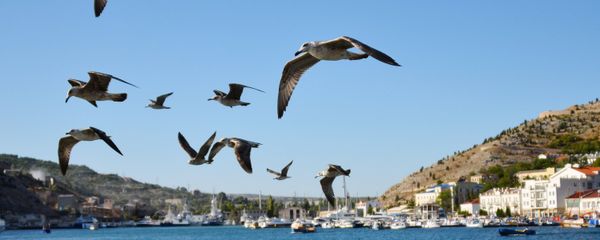Seagulls over Balaklava Bay in Russia's Crimea - Sputnik International