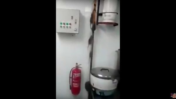A Bunch Of Rats Run Up A Hole In A Kitchen Ceiling After The Light Gets Turned On - Sputnik International