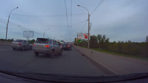 Omsk Drivers Rescue Ducklings - Sputnik International