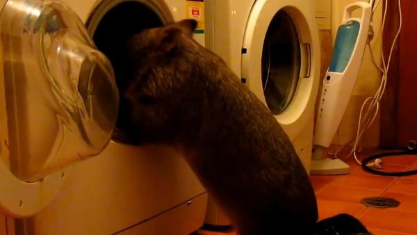 Wombat Tonka doing quality control upon arrival - Sputnik International