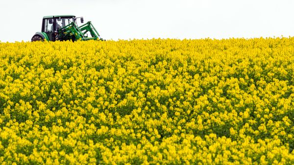 A farmer drives his tractor through a blooming rapeseed field near Doerflis, southern Germany, Wednesday, April 27, 2016. - Sputnik International