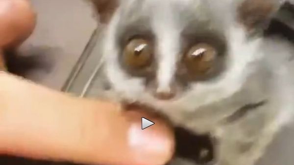 4-Month Old Bush Baby Emerges From Jacket Pocket - Sputnik International