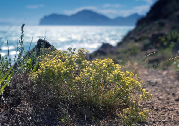 Sun-Kissed Pearl, Breezy & Blossoming: Crimea Awaits Tourists With Open Arms - Sputnik International