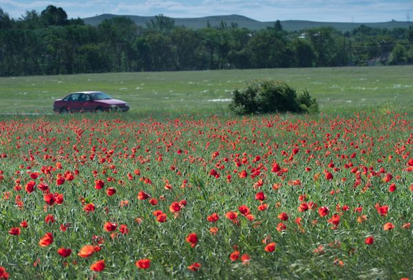 Sun-Kissed Pearl, Breezy & Blossoming: Crimea Awaits Tourists With Open Arms - Sputnik International