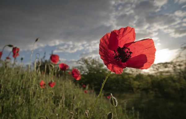 Sun-Kissed Pearl, Breezy & Blossoming: Crimea Awaits Tourists With Open Arms - Sputnik International