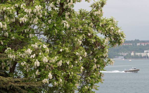 Sun-Kissed Pearl, Breezy & Blossoming: Crimea Awaits Tourists With Open Arms - Sputnik International