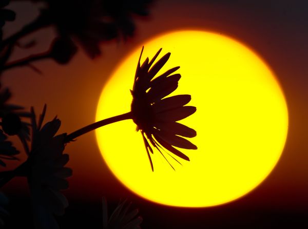Sun-Kissed Pearl, Breezy & Blossoming: Crimea Awaits Tourists With Open Arms - Sputnik International