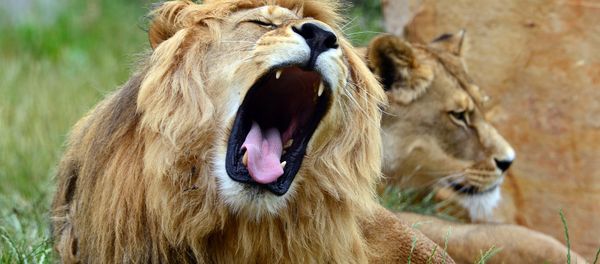 Lions - Sputnik International