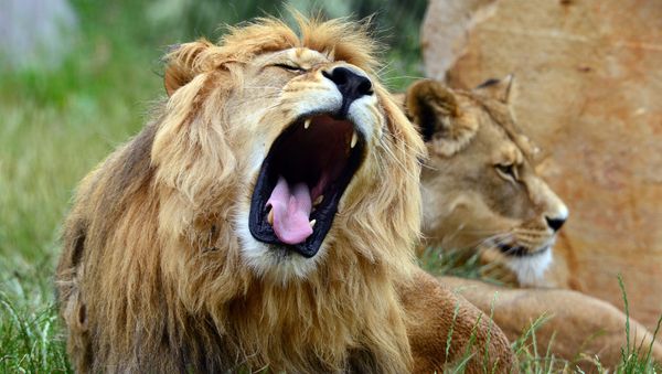 Lions Lions - Sputnik International