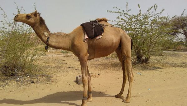 Scorching Indian Summer: Enraged by extreme heat, camel rips off master's head Scorching Indian Summer: Enraged by extreme heat, camel rips off master's head - Sputnik International
