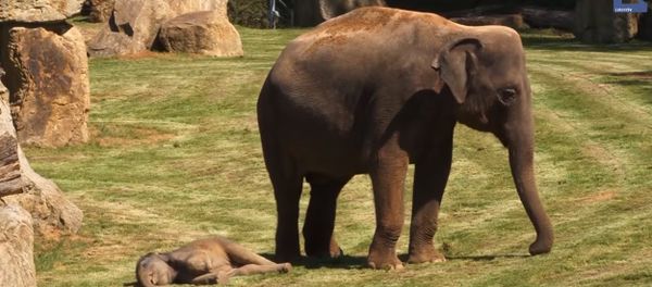 Mother Elephant and Her Sleepy Baby Mother Elephant and Her Sleepy Baby - Sputnik International