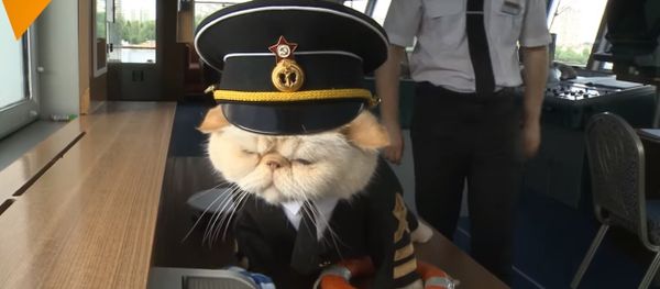 Cats Aboard! Furry Sailors Will Take You on a Purrrfect Cruise Cats Aboard! Furry Sailors Will Take You on a Purrrfect Cruise - Sputnik International