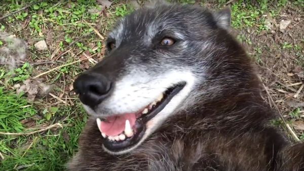 A very happy wolf - Sputnik International