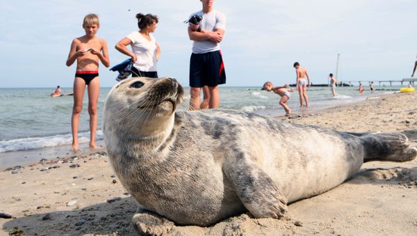 Baltic gray seal on a Zelenogradsk city beach Baltic gray seal on a Zelenogradsk city beach - Sputnik International