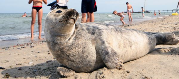 Baltic gray seal on a Zelenogradsk city beach - Sputnik International