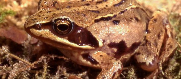 Moor frog - Sputnik International