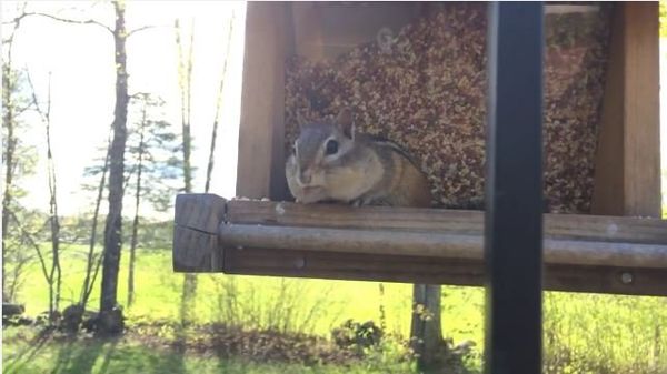 Chipmunk caught red handed....kinda - Sputnik International