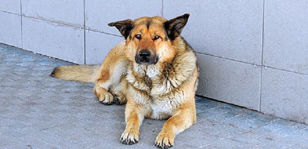 Russian Hachiko - Sputnik International