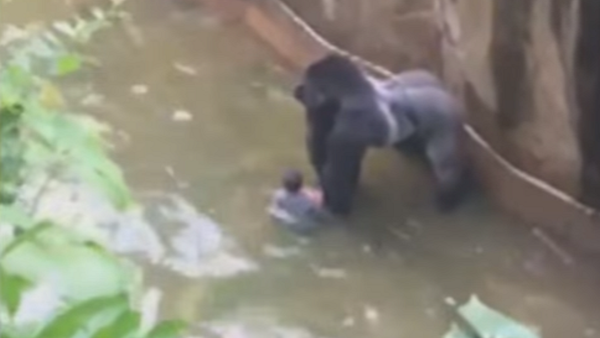 Ohio Zoo Insists Their Facilities Are Safe Amid Outcry Over Gorilla Death - Sputnik International
