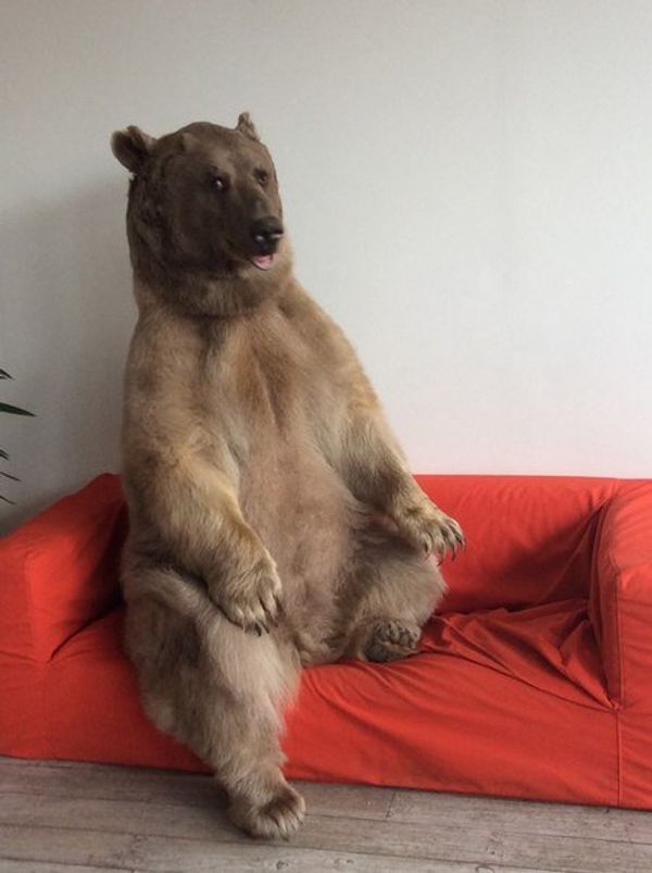 Bear Stepan - Sputnik International
