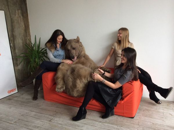 Bear Stepan - Sputnik International
