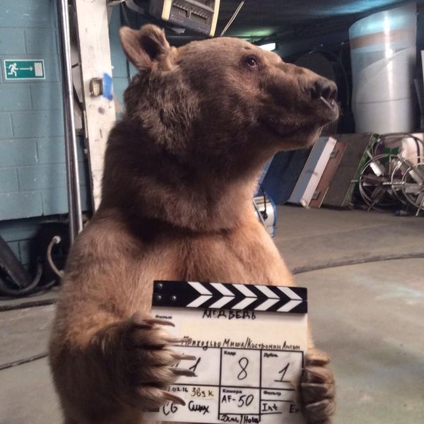 Bear Stepan - Sputnik International