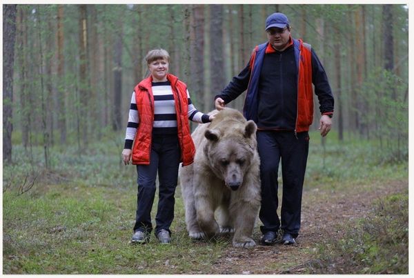 Bear Stepan - Sputnik International