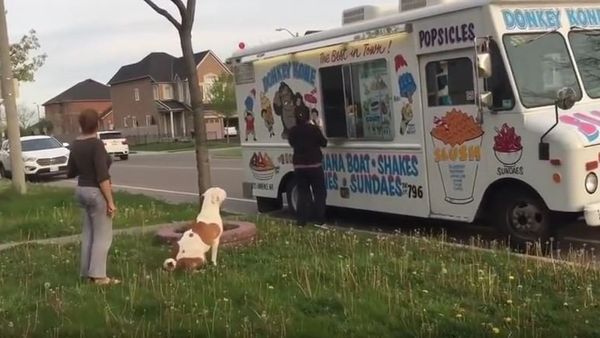 Pit Bull patiently waits in line for ice cream - Sputnik International