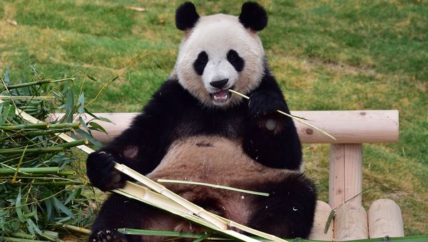 A panda named as Aibao, a two-year-old female, is seen during a media preview event at South Korea's Everland Amusement and Animal Park in Yongin, south of Seoul, on April 7, 2016 - Sputnik International
