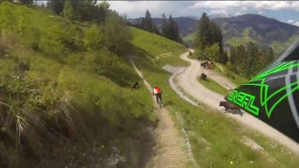 Mountain Biker Almost Crashes into Cow - Sputnik International
