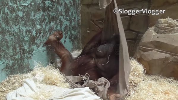 Crafty Orangutan Builds His Own Hammock - Sputnik International