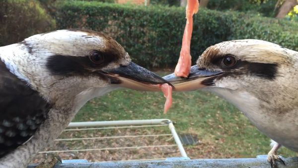 Kookaburra tug of war - failed breakup attempt - Sputnik International