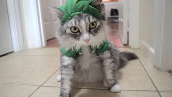 Dino Cat - Sputnik International