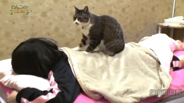 Cat Masseur at Work in Japanese Spa - Sputnik International