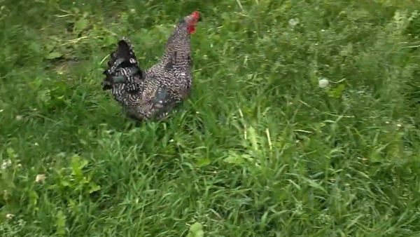 I caught my chicken sleeping on the job - Sputnik International